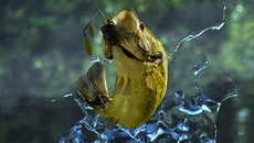 Fishing Planet - дата выхода для PC