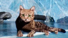 Super Cat Simulator - игра в жанре Вид от третьего лица